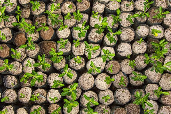 Acción solidaría de Chint Electrics para reforestar por daños de Filomena