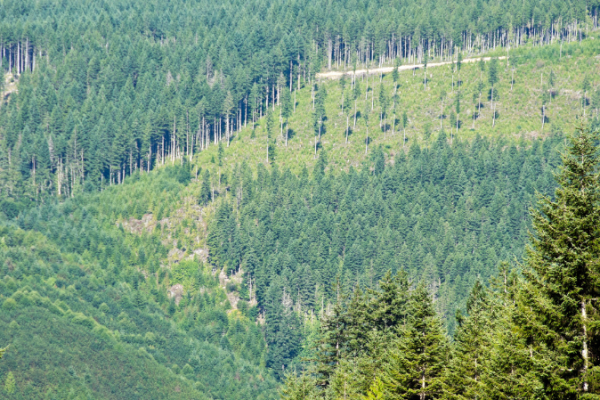 JUNG ayuda a recuperar una superficie forestal de 3,63 hectáreas