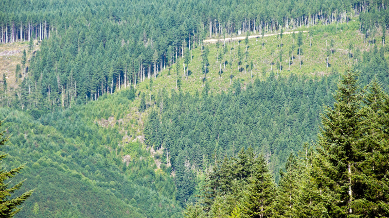 JUNG ayuda a recuperar una superficie forestal de 3,63 hectáreas para compensar su huella de carbono