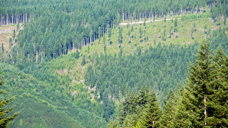 JUNG ayuda a recuperar una superficie forestal de 3,63 hectáreas