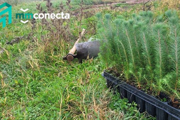 MMConecta: Compensa su huella de carbono a través de la reforestación