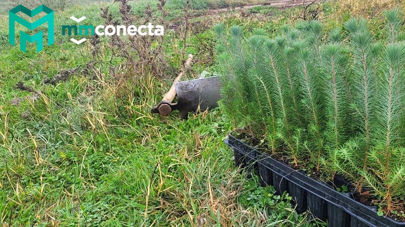 MMConecta: Compensa su huella de carbono a través de la reforestación